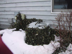 IvycoveredACunit.JPG IvycoveredACunit.JPG